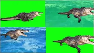 Green Screen Crocodile Swimming  | crocodile | Alligator 
