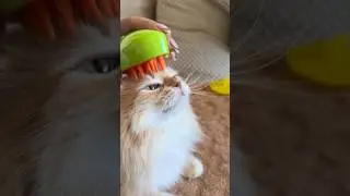 Одна команда! #trending #cat #тренди #тренд