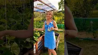 Лучшая подкормка для огурцов. @Galabum