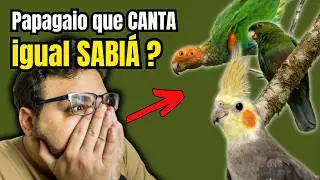 ALL the PARAKETS, MACAWS and PARROTS of BRAZIL with INTERESTING FACTS YOU DIDN'T KNOW!