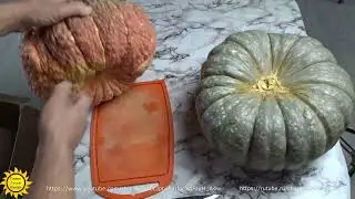 Тыква сорта Мраморная.