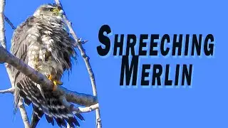 Merlin Bird 🐦 Screeching in a Tree with the Nikon Coolpix A1000