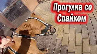 Прогулка с питбулем Спайком. В поисках покалеченной дворняжки... Рождество... Закупка материала