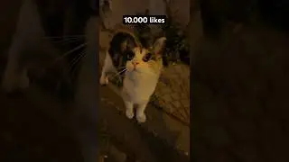 Likes choose which cat will receive treats 😻 don’t forget to subscribe