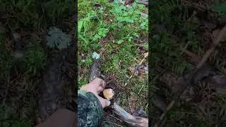 ШИКАРНЫЕ НАХОДКИ ИЗ БЕЛЫХ ГРИБОВ В ЕЛОВОМ ЛЕСУ | ОЧЕНЬ НЕОБЫЧНЫЕ ГРИБЫ СЕЗОНА 2024