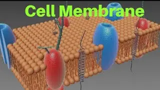 Cell Membrane | Plasma Membrane | Plasmalemma | Biological Membrane