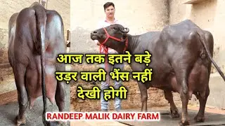आज तक इतने बड़े उड़र वाली भैंस नहीं देखी होगी || RANDEEP MALIK DAIRY FARM JIND BIG UDDER BUFFALO