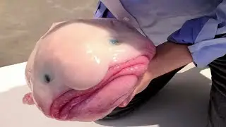 Рыба с лицом человека!  Самые удивительные и порой мерзкие на вид существа!
