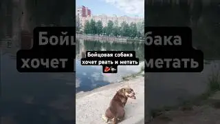 Милый песик гуляет без поводка и намордника в людном парке🥩🦆