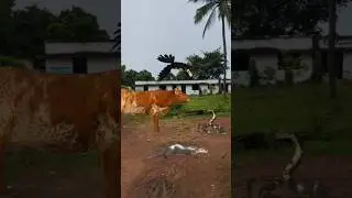Toucan Otter Snake And Cow #shorts #shortsviral  #shortsfeed