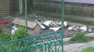 Рафик Рустамов. Об игре бакинских голубей.