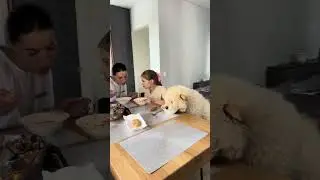 Dog has dinner at the table with the family!