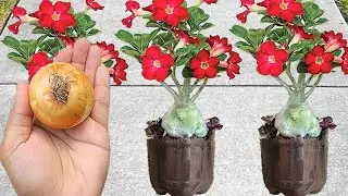 Coloque 1 CEBOLA em suas PLANTAS (veja o incrível resultado)