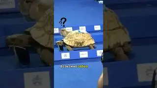 Кролик против Черепахи Победитель Гонки
