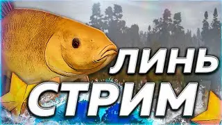🔥МЕДВЕЖЬЕ ⭐ ОХОТА НА ЗОЛОТИСТОГО 🎁Рулетка & Розыгрыши 🏆 СТРИМ РР4