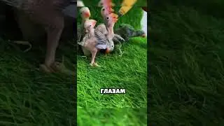 ЧТО ЭТО ЗА ЗВУК? 🦜💓 