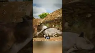 Техника защиты вомбата🛡️🐨😄 