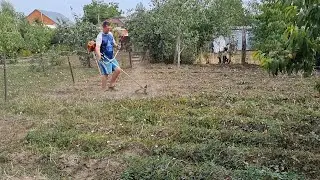 Начали  копать картофель. Собираем урожай персиков.#работаемнаучвстке#нашурожай#еда #вкусно #урожай.