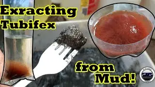 Tubifex Worms Extracted from the Mud
