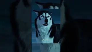 Этот пёс обладает невероятной храбростью 💪😁