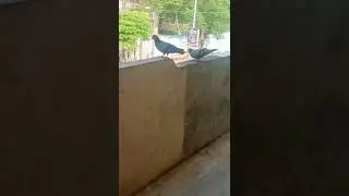 love birds ❤️🦜just too adorable 