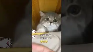 The little guy has hands!! 