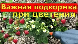 КЛУБНИКА БУДЕТ СЛАДКАЯ СОЧНАЯ  И МНОГО