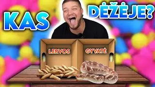 KAS DĖŽĖJE CHALLENGE?