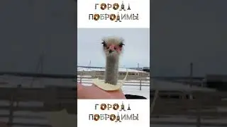 Как кормить страуса с руки