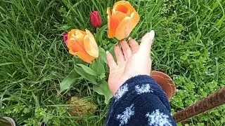 Дела огородние.. отвела душу пока погода позволяет.