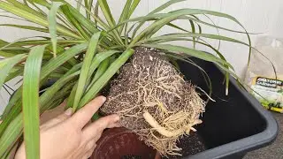 Мощные корни вырастут у Драцены после такой посадки🪴