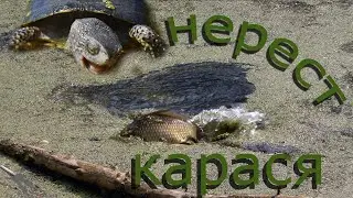 Нерест карася.Пробуждение болотных черепах.