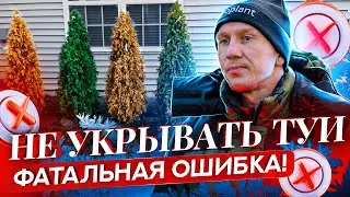 Укрытие хвойных растений на зиму (алгоритм). Сохраните свои нервы весной