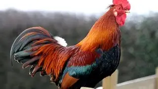 Конкурс петухов