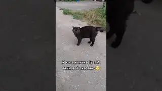 БЕССТРАШНЫЙ КОТ