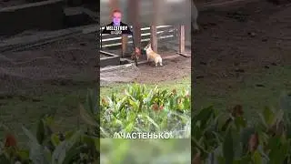 Зачем он это делает? 🤔😂 