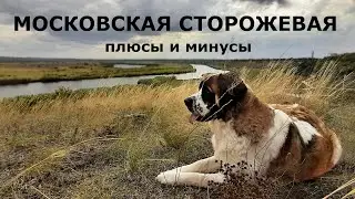 МОСКОВСКАЯ СТОРОЖЕВАЯ собака. Плюсы и минусы породы MOSCOW GUARD DOG