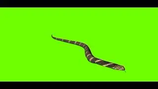 Snake Green Screen | Green Screen cartoon character video | 