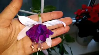 ФУКСИИ В КВАРТИРЕ/ОСОБЕННОСТИ УХОДА 🌺