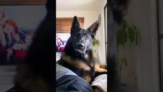 Полицейская собака реагирует на определенные слова 😂❤️ 