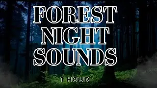Relaxing Forest Sounds at Night