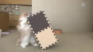 CAT LOGIC RUSHING TO THE BOXES