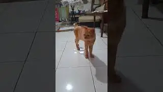 Babang renggo vs Babayaga. #cats #fight #funny #shorts