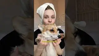 КАК УХАЖИВАТЬ ЗА КОРГИ? 164158698 - шампунь 