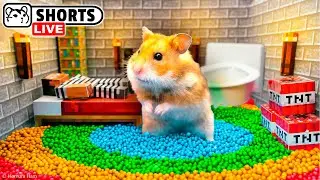 The Best Hamster Playgrounds and Maze Obstacle Courses - Shorts 🐹 Homura Ham