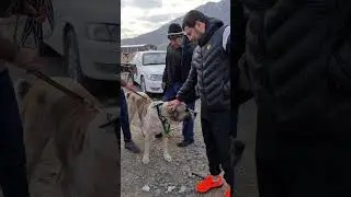 Гаплан сильный Кобель!