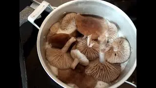 Грибы рядовки фиолетовые как приготовить быстро и легко