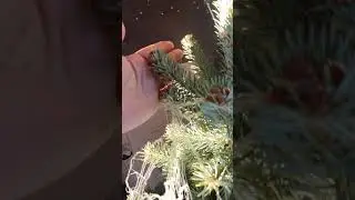 ПИХТА КОМПАКТА 