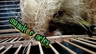 manuk e netes