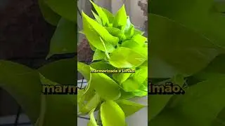 Plantas para ambientes com pouca luminosidade! 